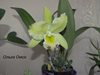 blc greenwich elmhurst